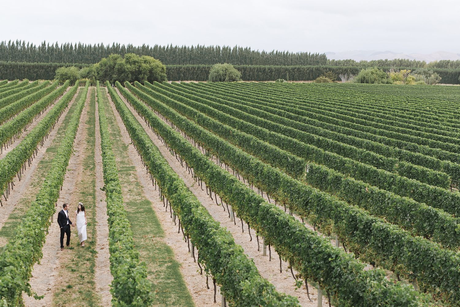 Long rows of growing strawberry plants stretch across a green agricultural field on a sunny day.