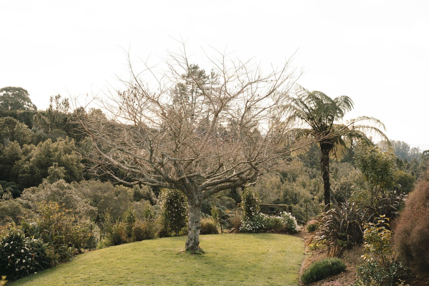 Bare winter tree branches spread over green lawn with palm trees and lush vegetation in background.