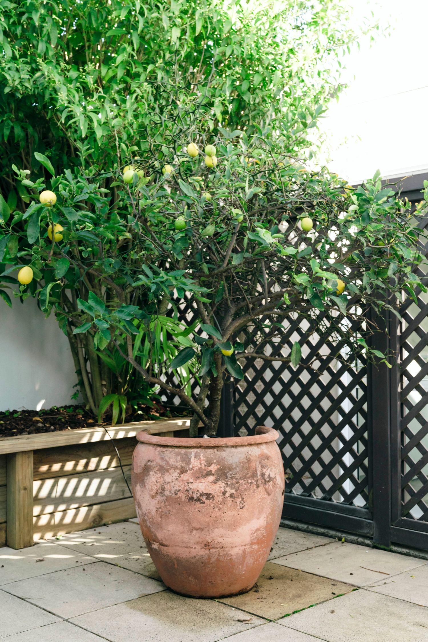 Large terracotta pot with lush green citrus tree against black lattice privacy screen.