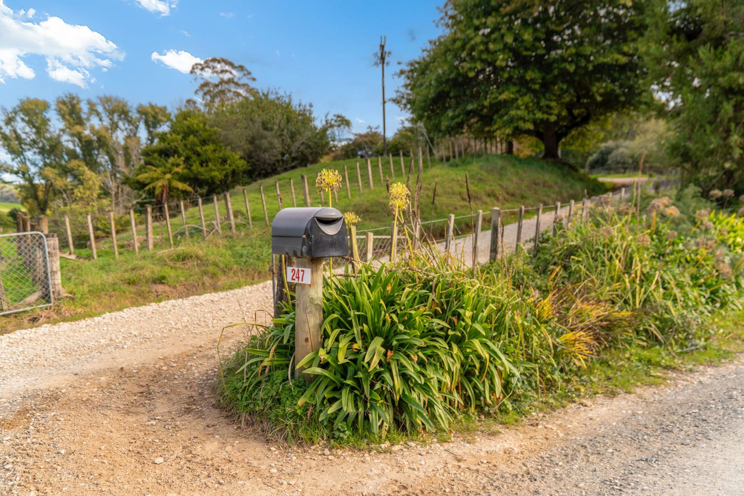 Gravel driveway lined with tall ornamental grasses leads to rural property.