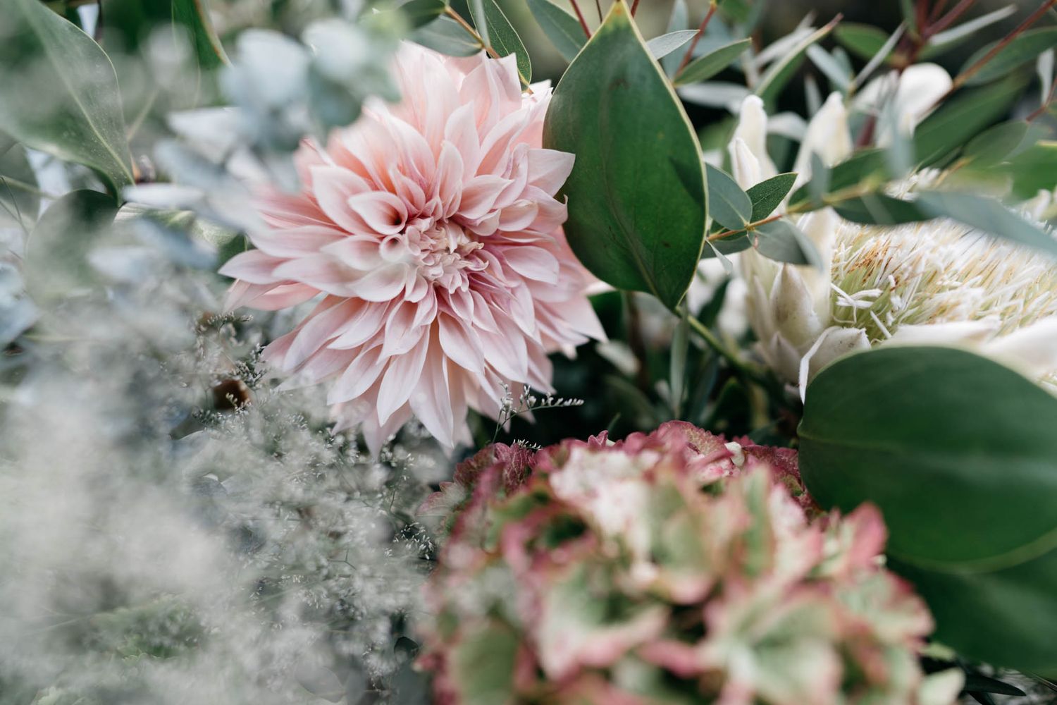 Delicate pink dahlia flowers bloom among green leaves in an ethereal, dream-like garden setting.