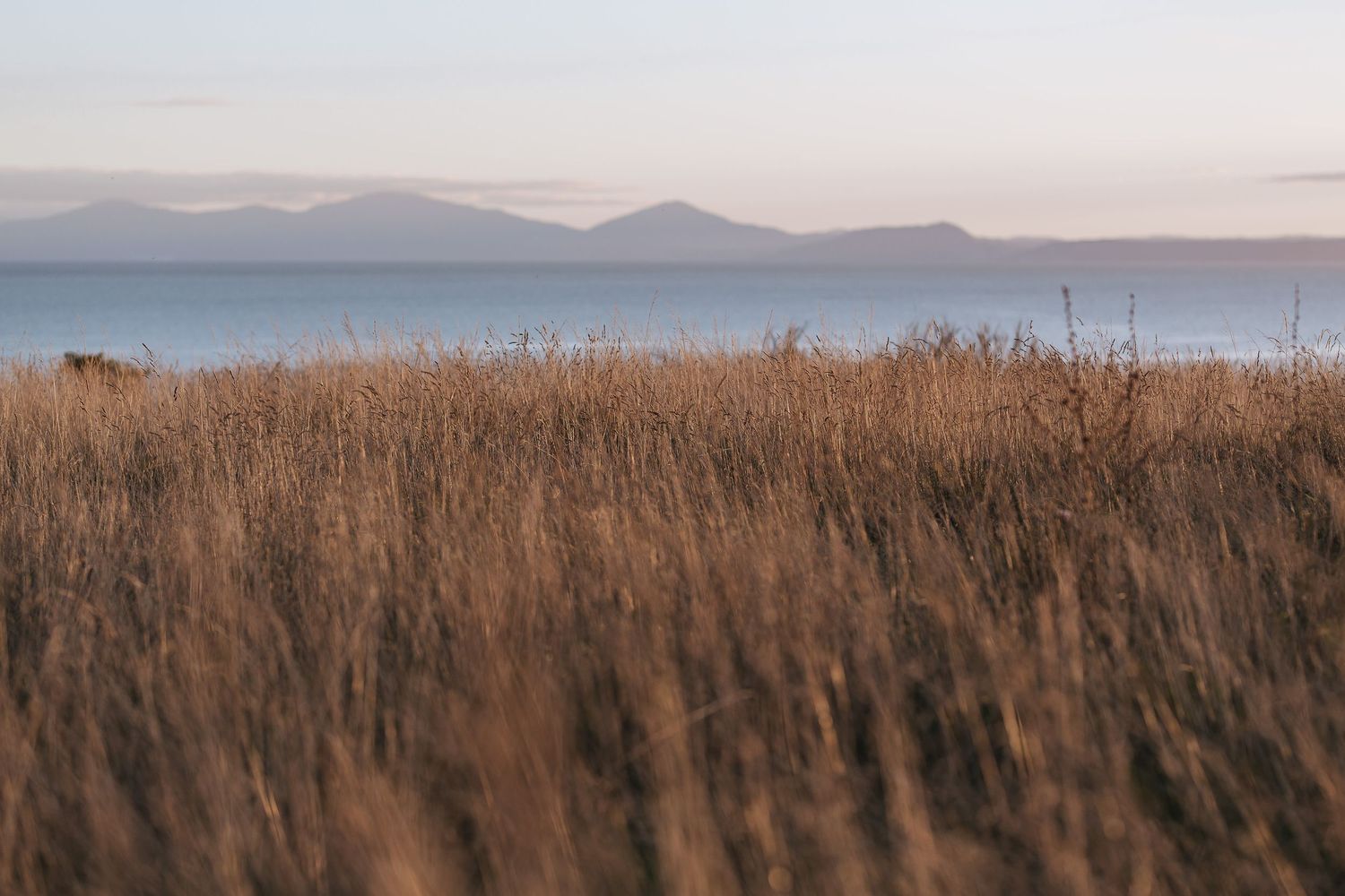 Golden brown grass sways in the foreground against distant misty mountains and a soft evening sky.