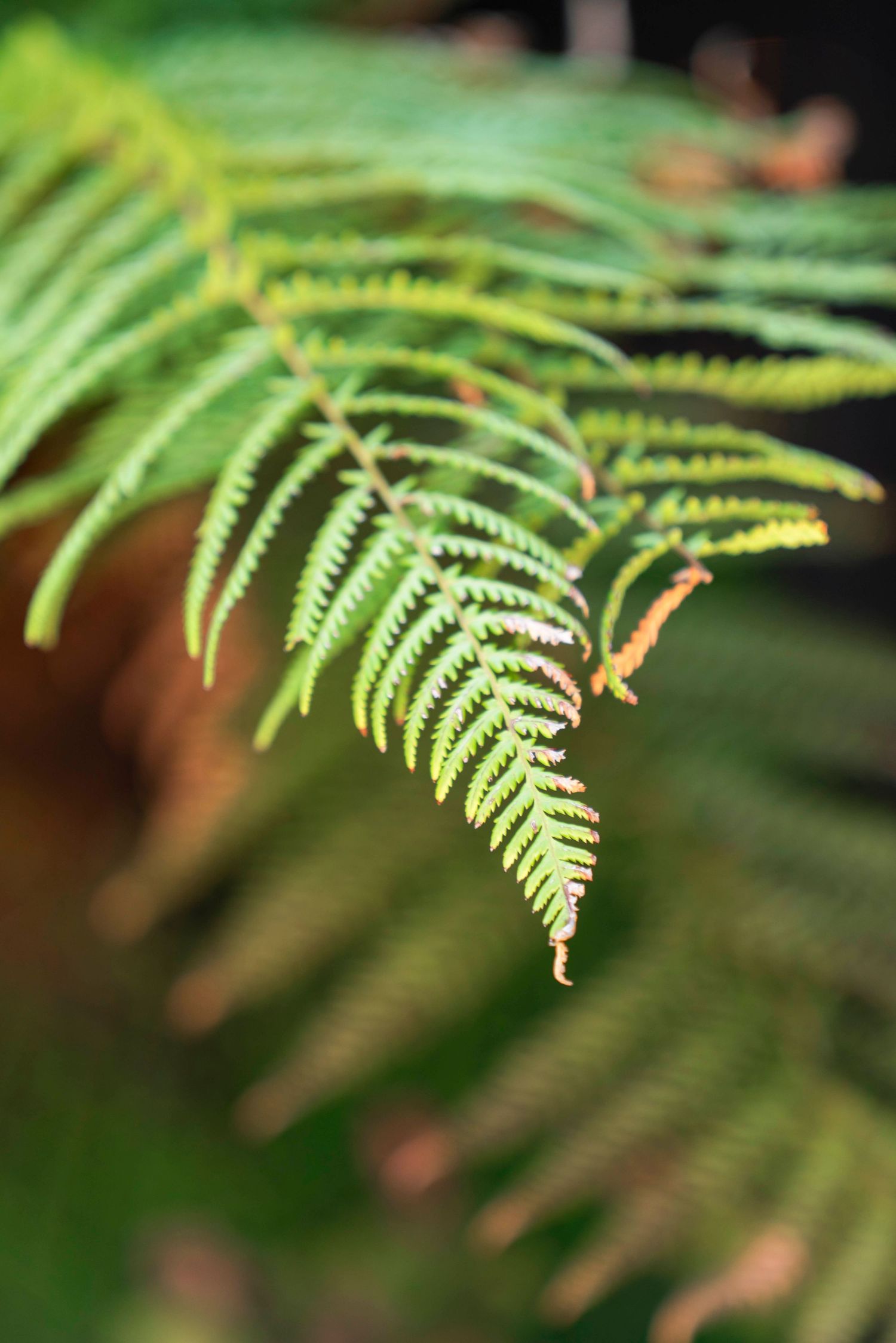 Close-up of delicate green fern fronds with soft focus background in natural lighting.