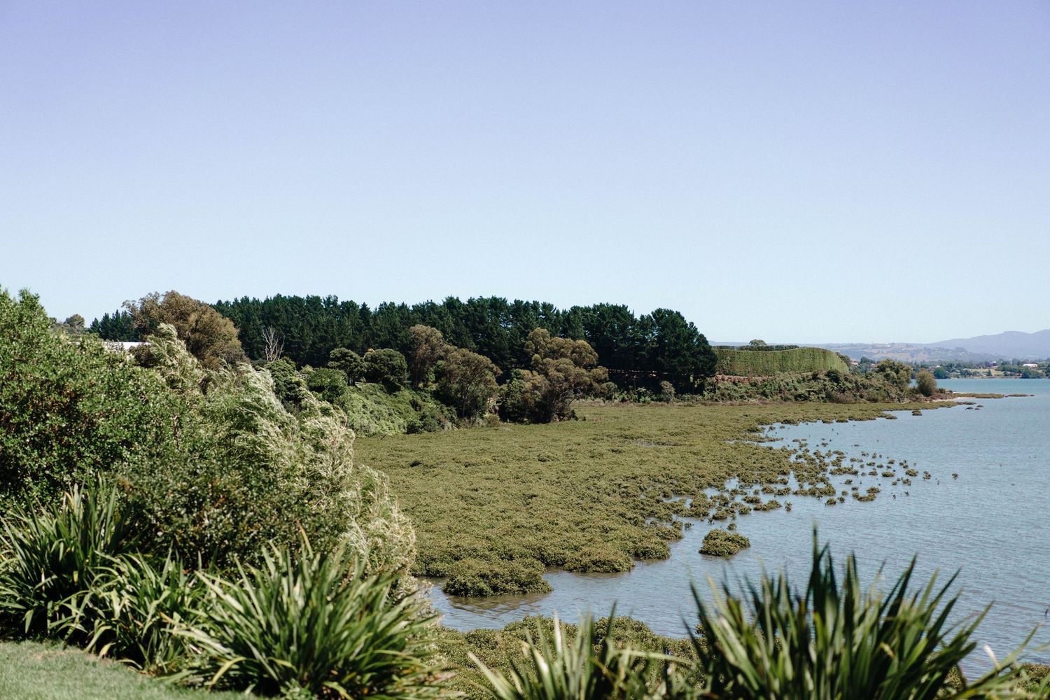 Coastal landscape with native plants and rocky shoreline along calm waters on a sunny day.