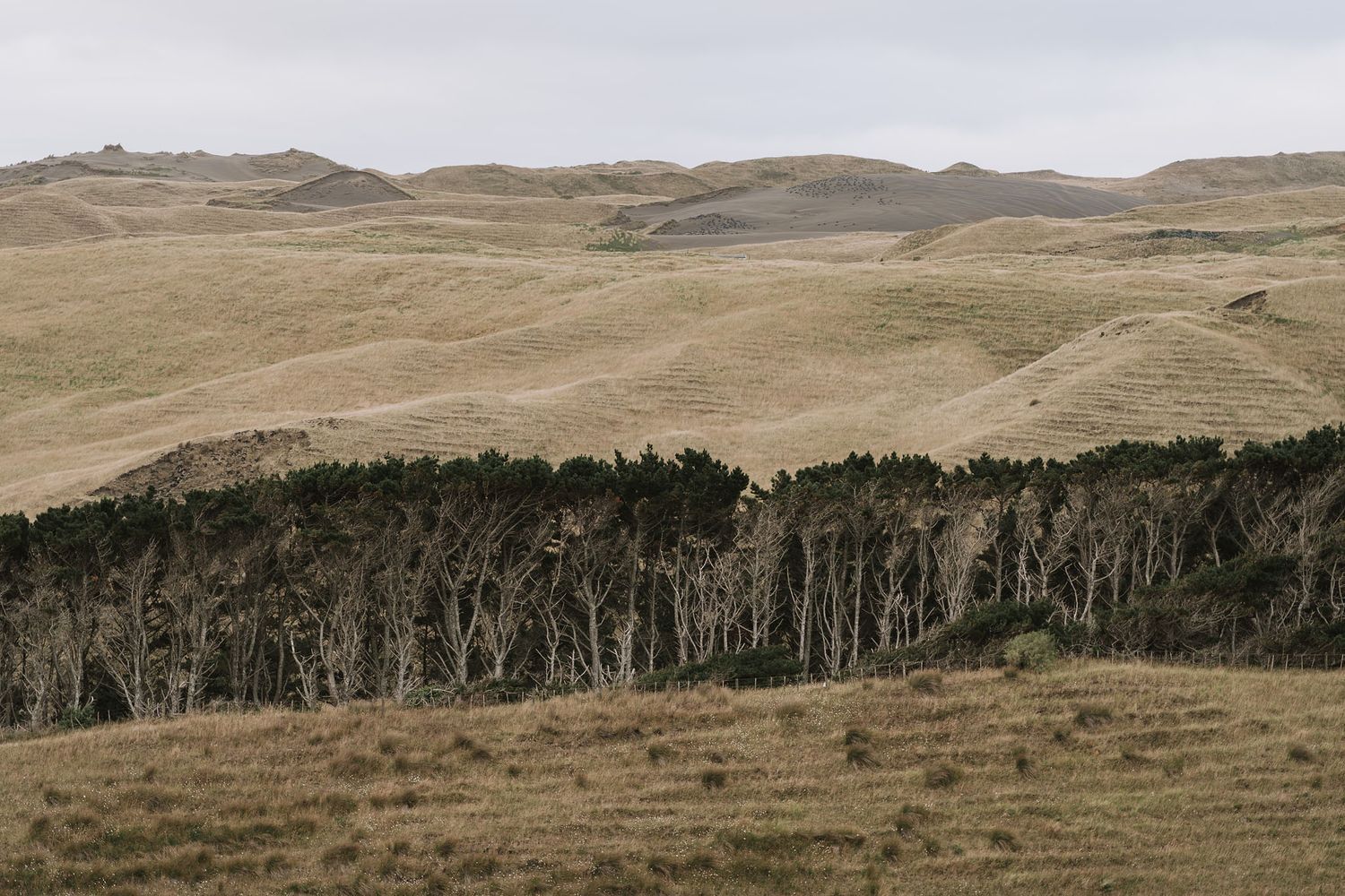 Rolling hills and grasslands stretch to the horizon with a line of dark trees along the distant ridge.