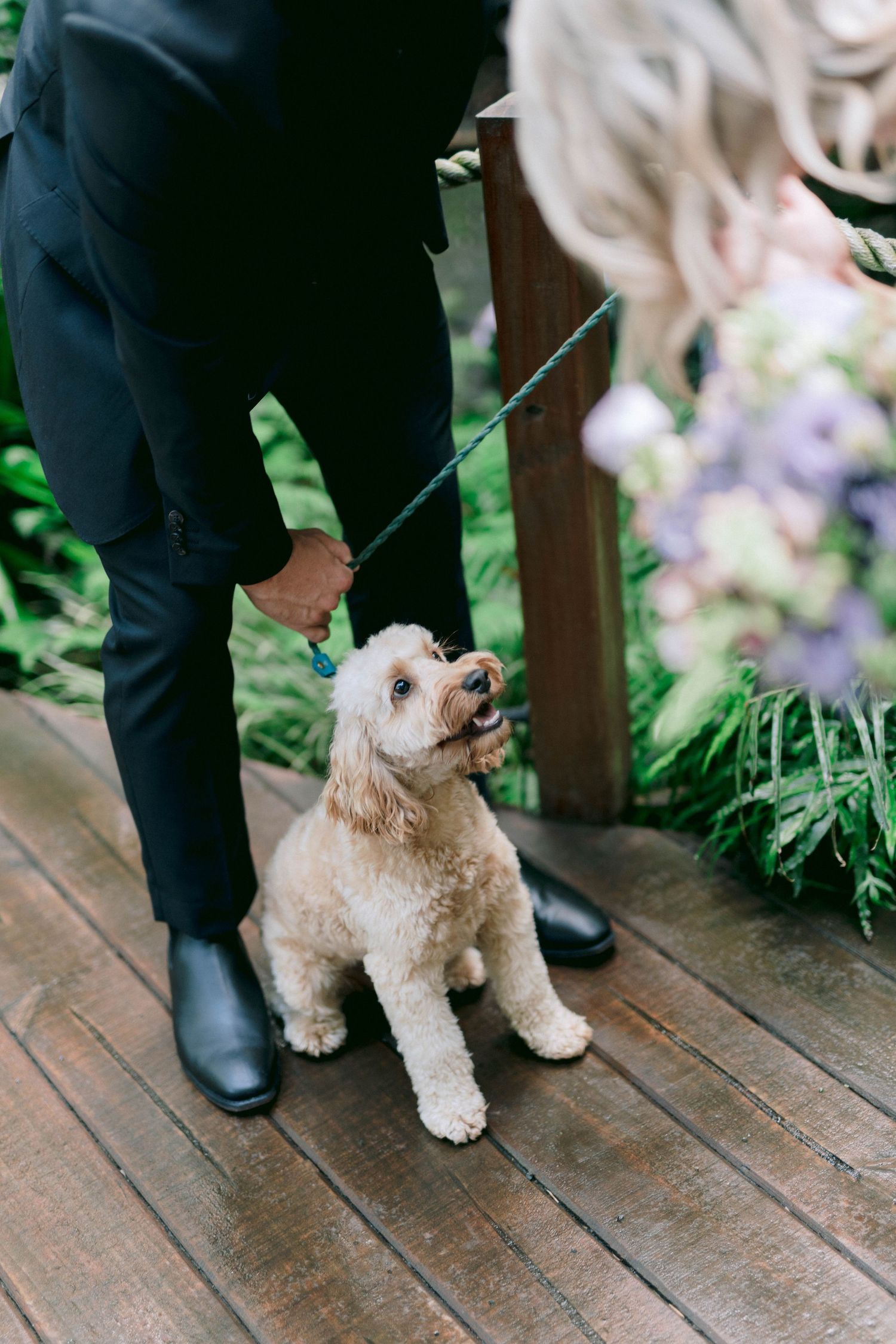 A small cream-colored dog on a leash sits on wooden decking surrounded by greenery.