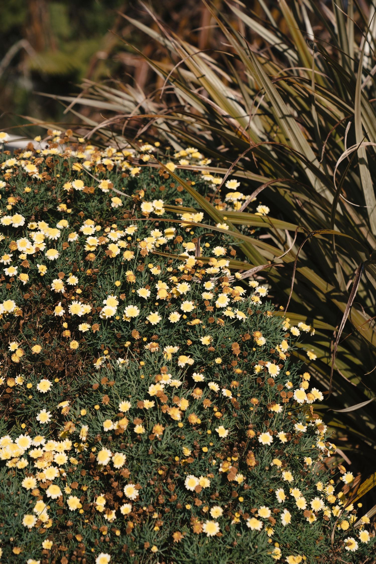 Clusters of small yellow daisy-like flowers blooming alongside ornamental grasses.