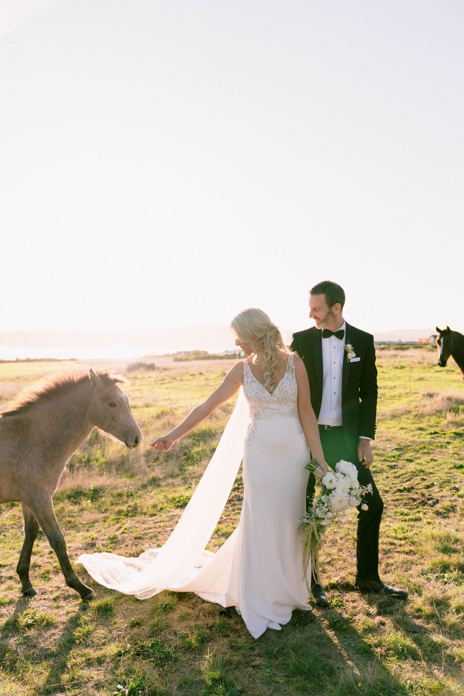 A stunning wedding photo featuring a couple in formal attire petting a young horse in a sunlit field.