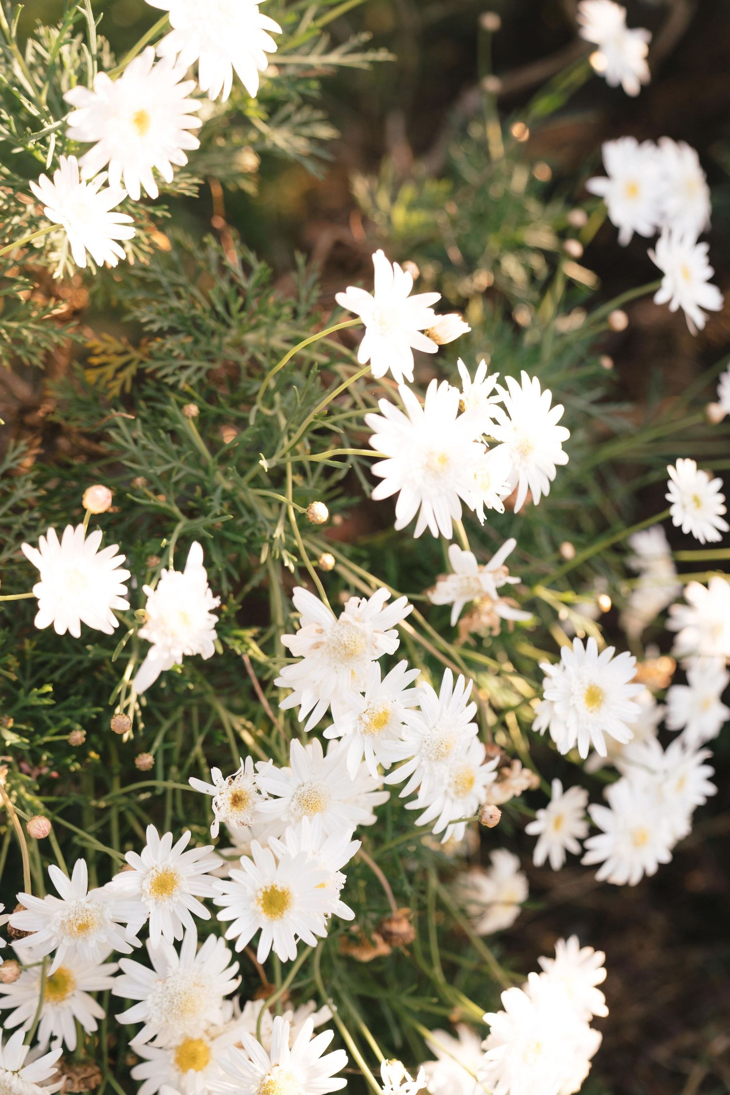 Close-up of blooming white daisies with delicate petals against dark green foliage.