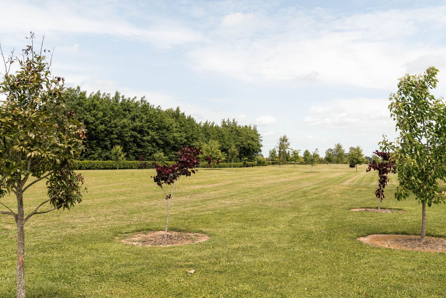 Open grassy field with young trees planted in rows and decorative hanging baskets on poles.