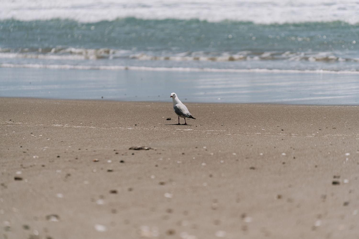A solitary seagull stands on a sandy beach with gentle waves rolling in the background.