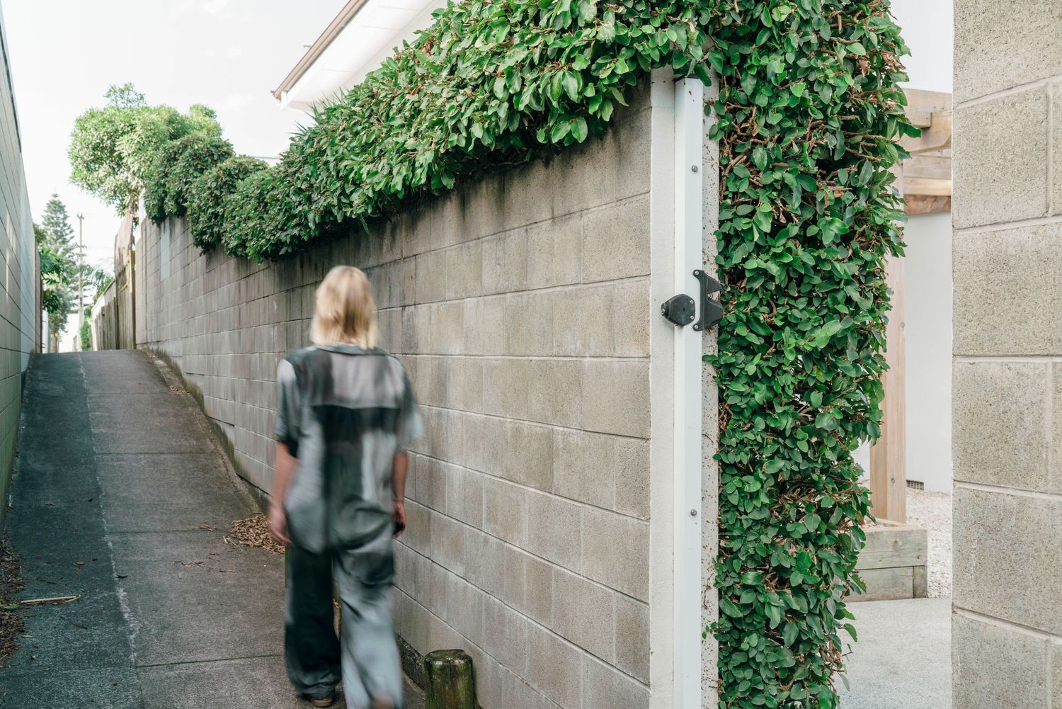 Narrow alleyway with concrete walls covered in lush green ivy and climbing vines.