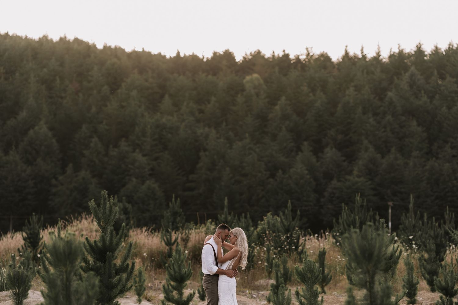 Woods at dusk cast long shadows over natural landscape with golden sunlight filtering through evergreen trees.