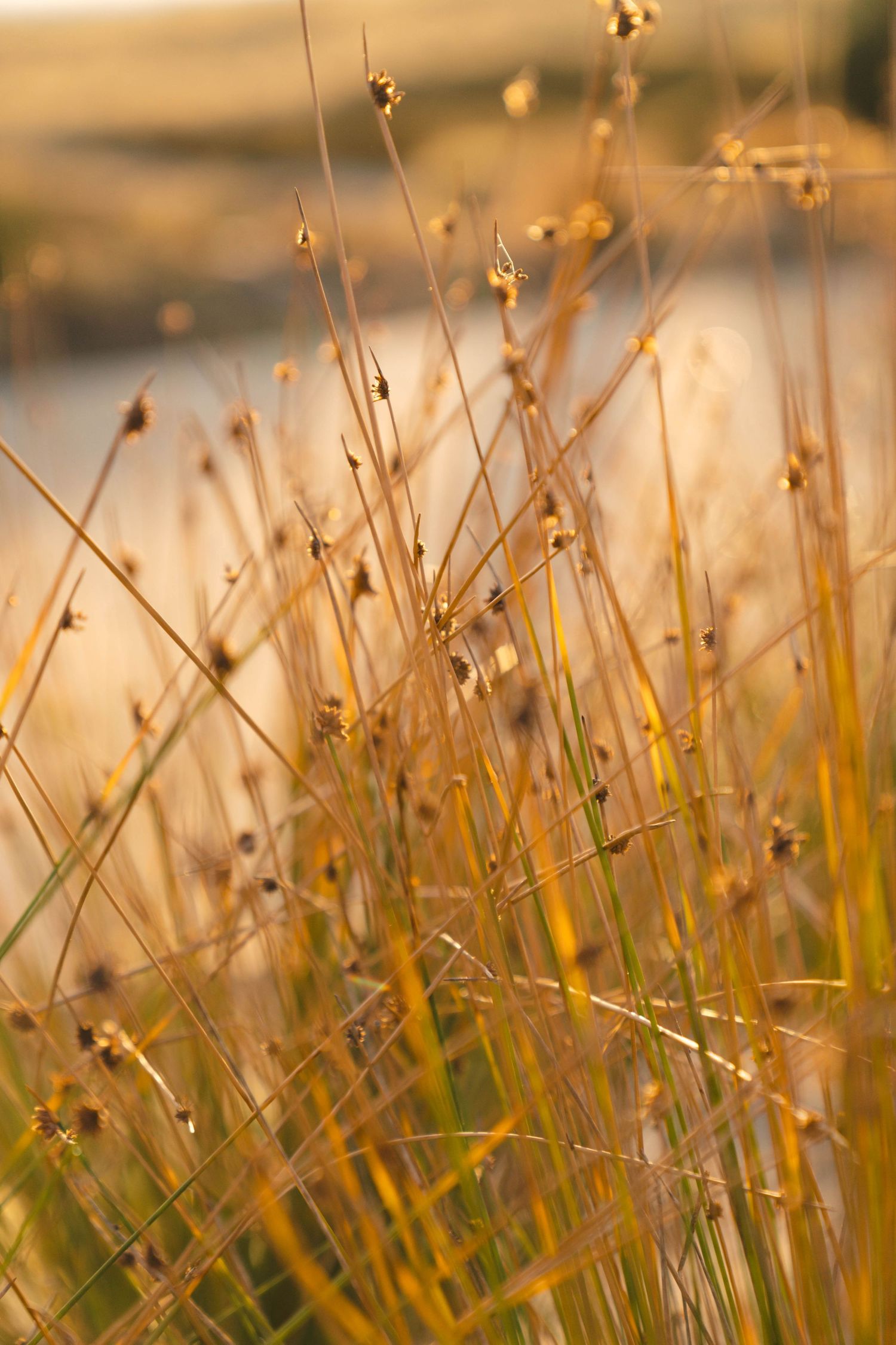Golden beach grass backlit by sunset creating a delicate natural pattern.