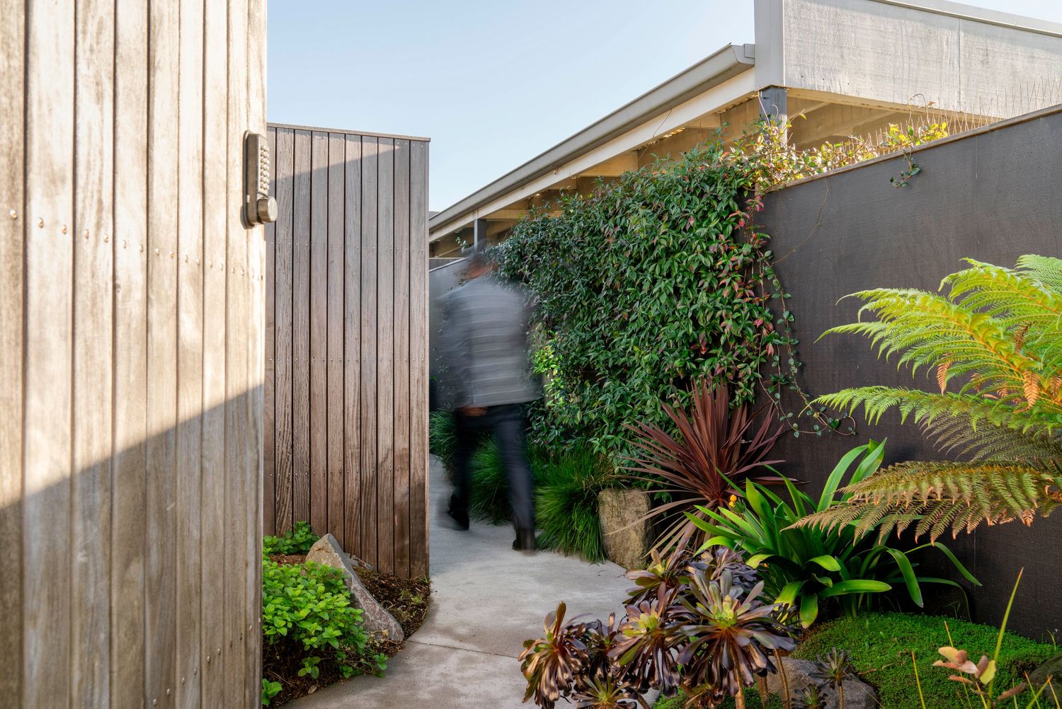 Narrow side yard pathway between wooden fence and house with tropical plants and ferns growing along the edges.