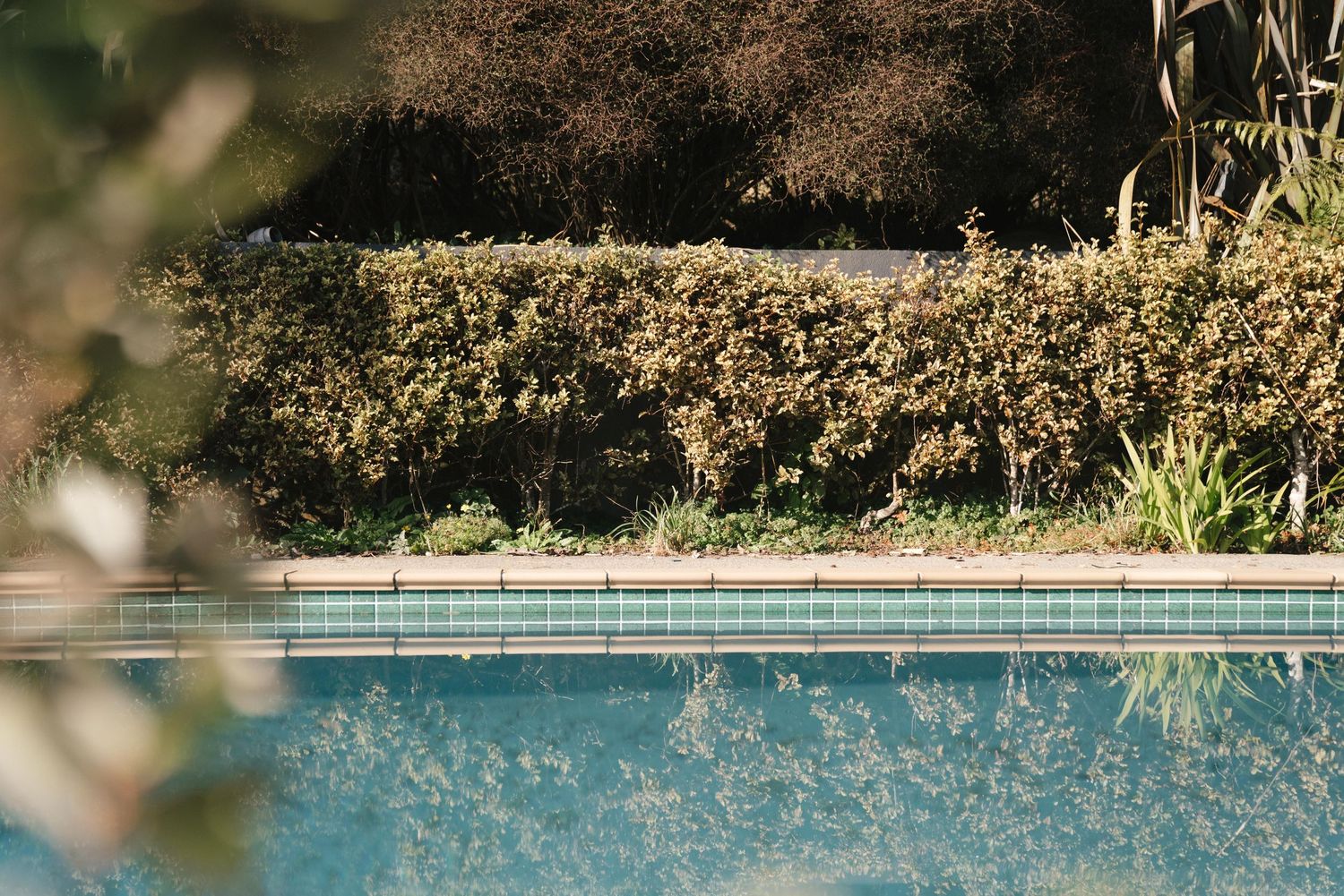 Crystal clear swimming pool water reflecting bright sunlight with evergreen trees and shrubs in the landscaped background.