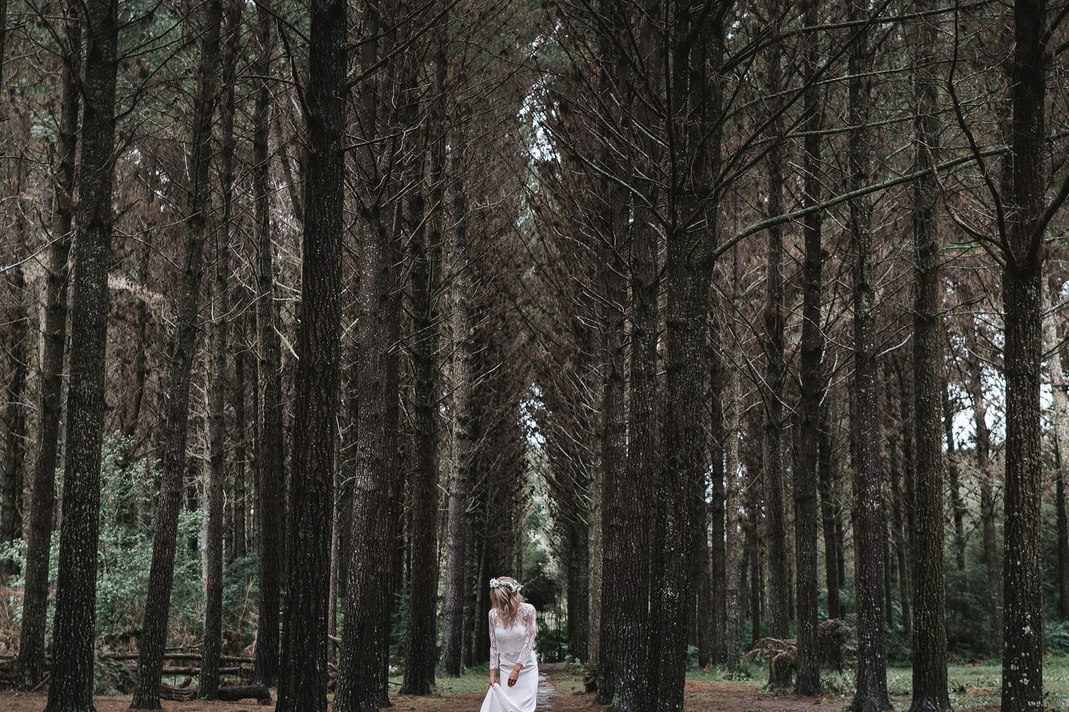 A dense grove of evergreen pine trees creates a dark forest landscape with tall straight trunks extending upward.