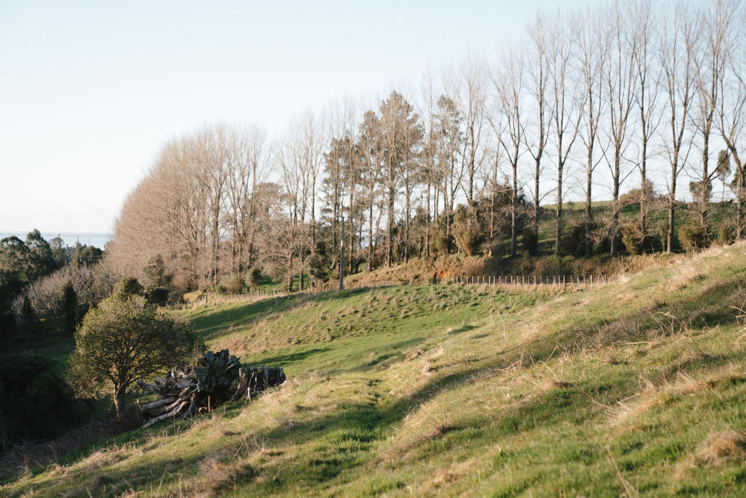 Rolling green hillside with leafless trees silhouetted against clear sky.
