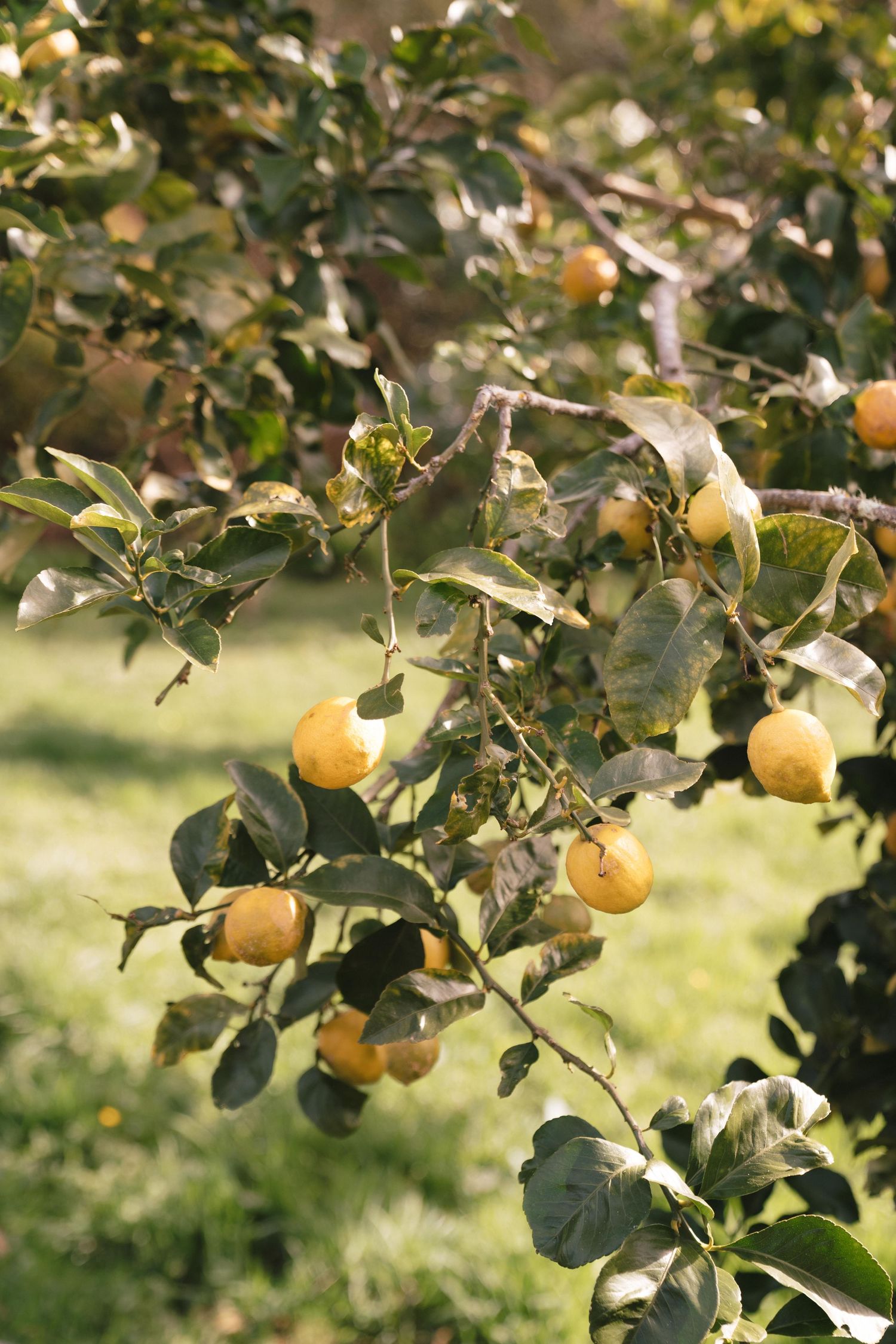 Yellow apples hanging from tree branches in a sun-dappled garden.