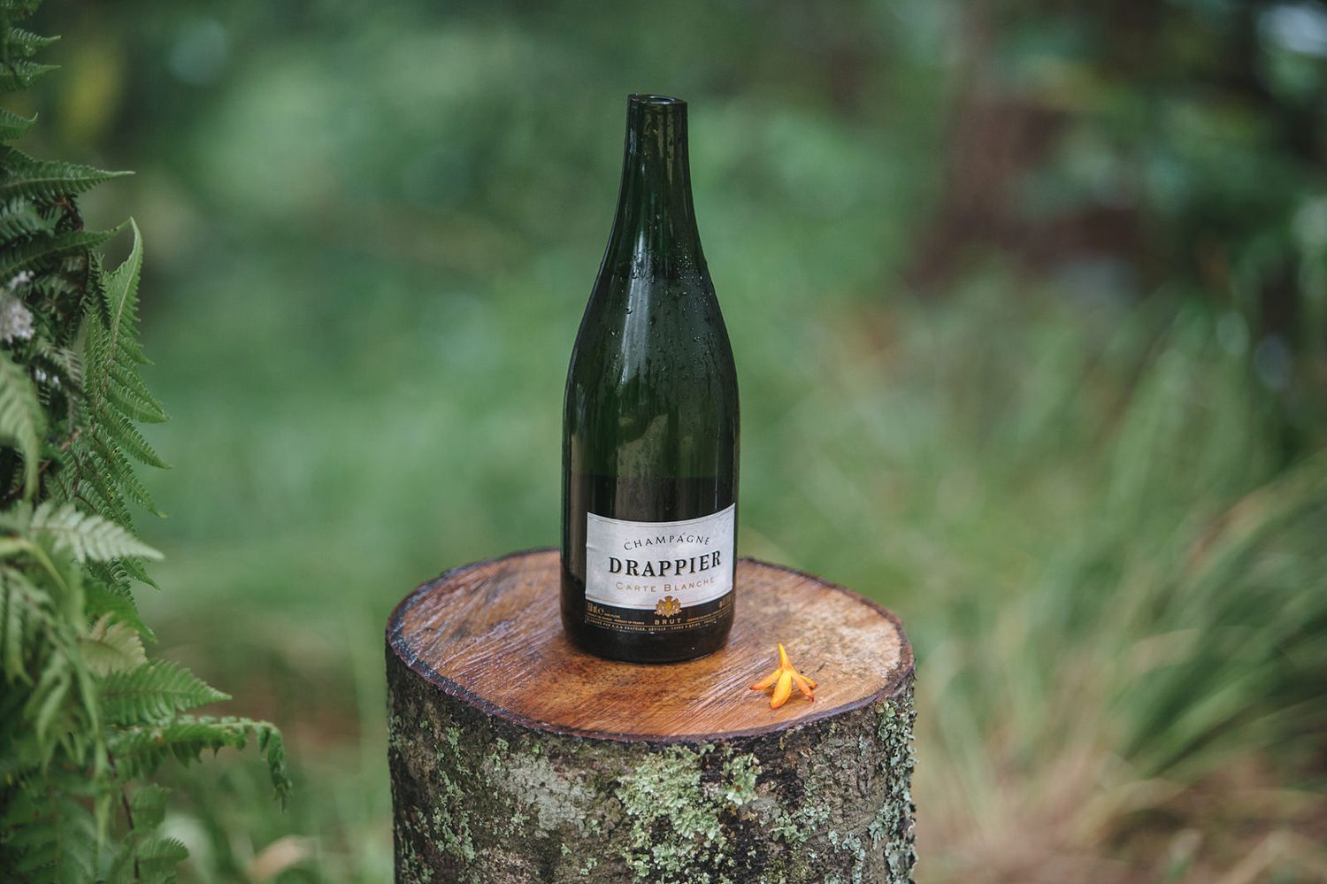 Dark wine bottle labeled Drappier sits on rustic wooden tree stump in garden setting with blurred green background.