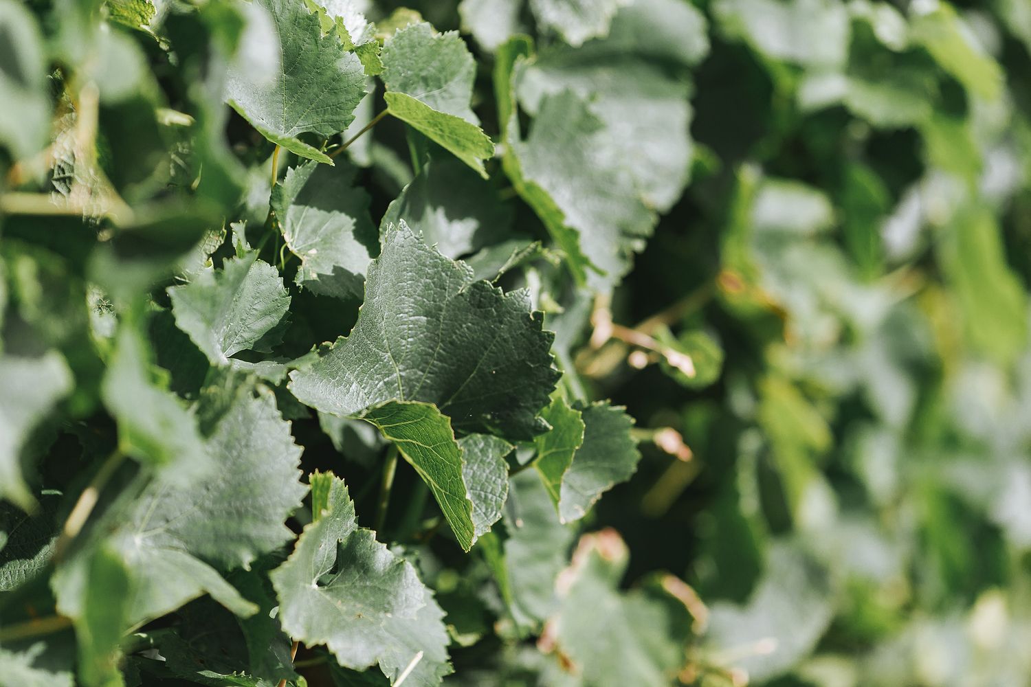 Close-up view of fresh green cauliflower leaves growing in an organic vegetable garden during summer season.