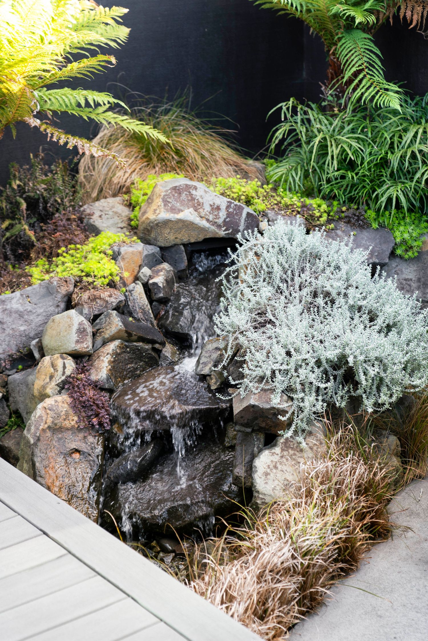 Small garden waterfall feature with rocks, ferns and silvery artimesia plants creating a natural landscape design.