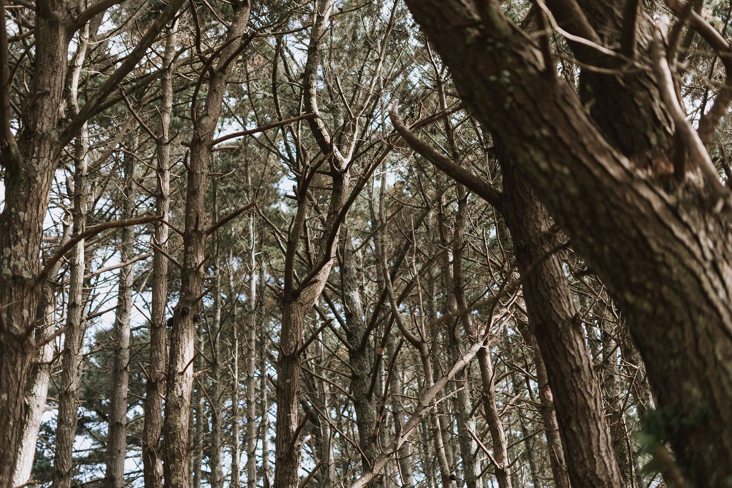 Looking up through tall twisted tree trunks in a dense forest canopy creating dramatic natural patterns.