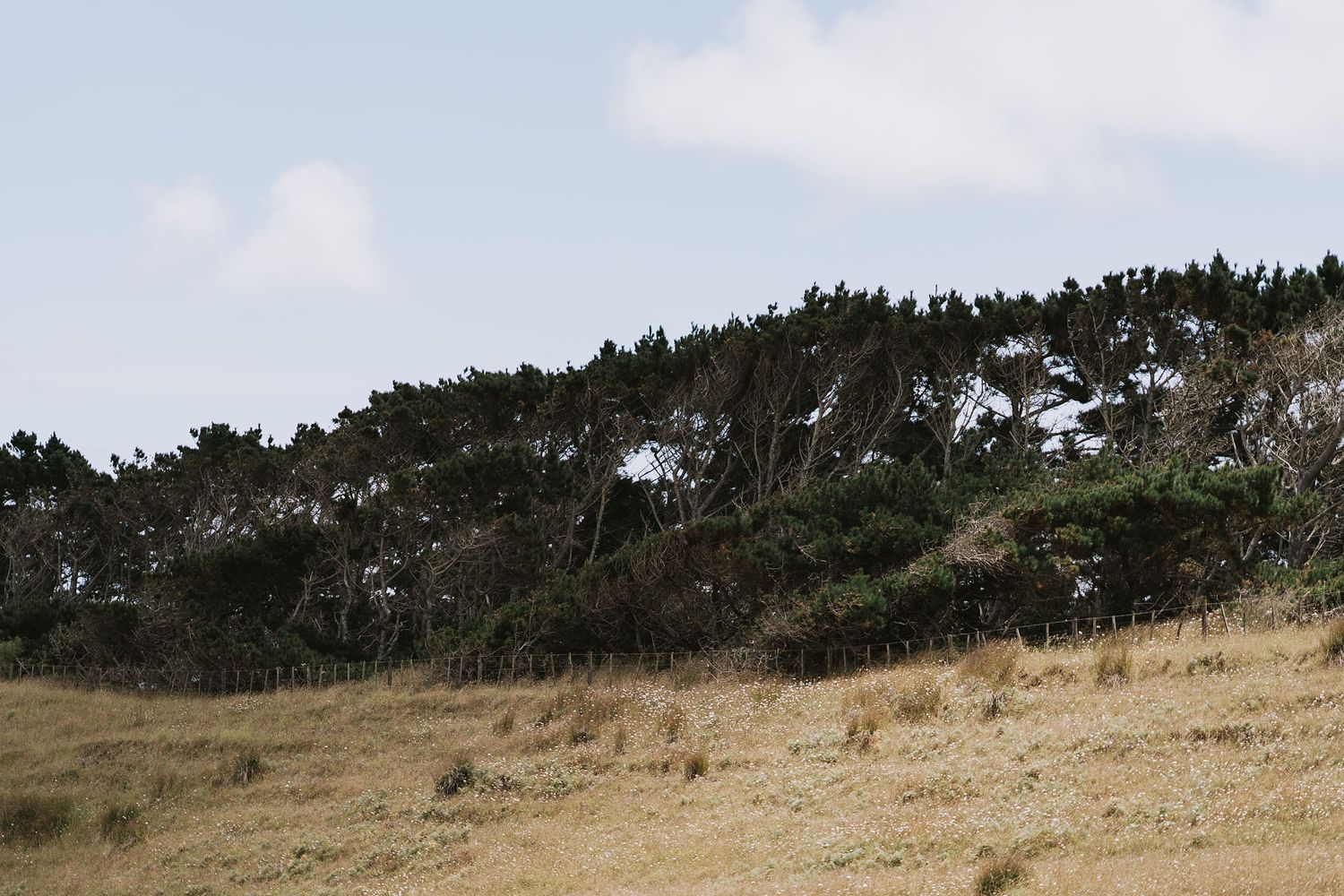 A grassy hillside slope with evergreen trees lining the ridge against a cloudy sky landscape.