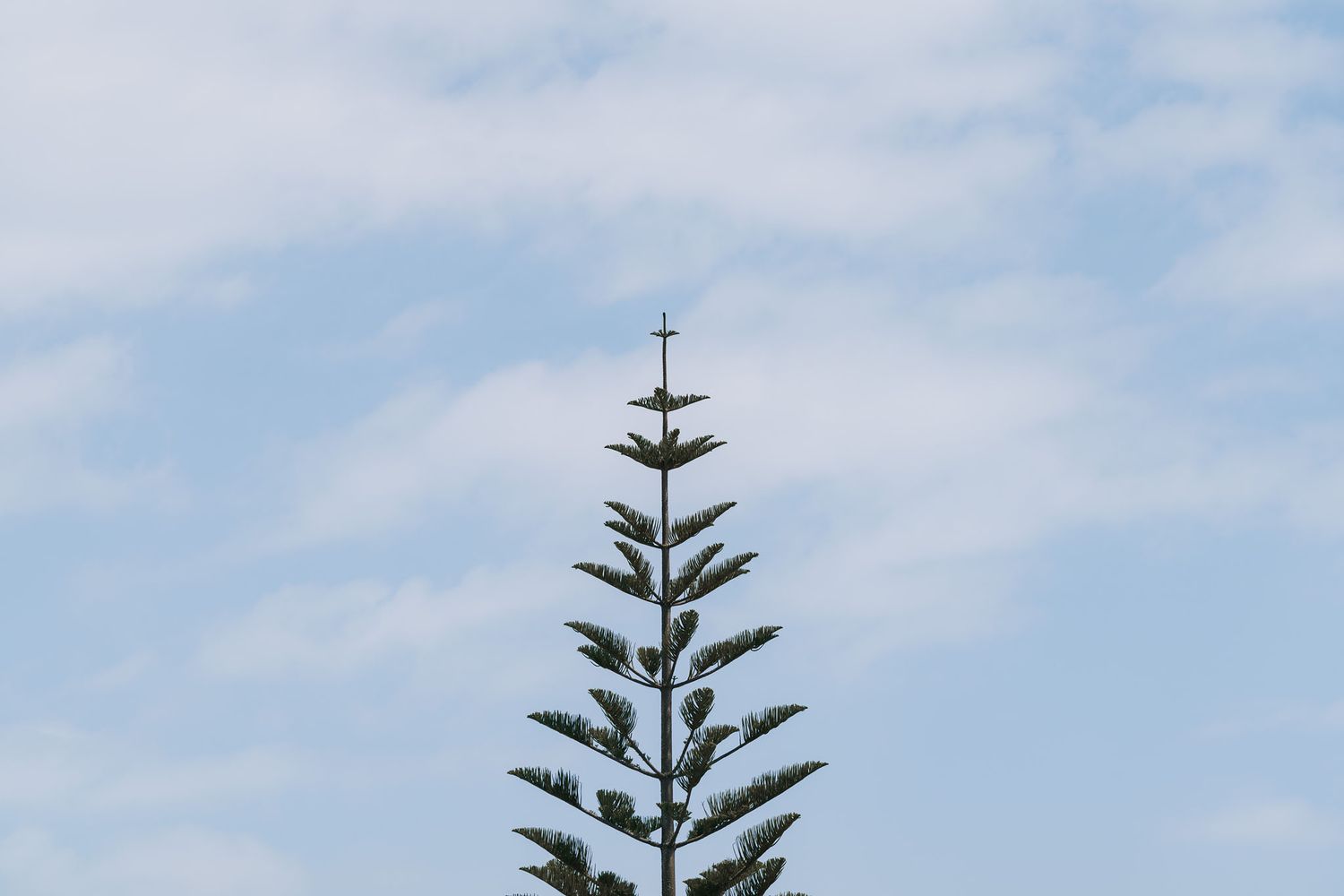 Tall Norfolk Island Pine tree silhouette against a light blue sky with wispy clouds.