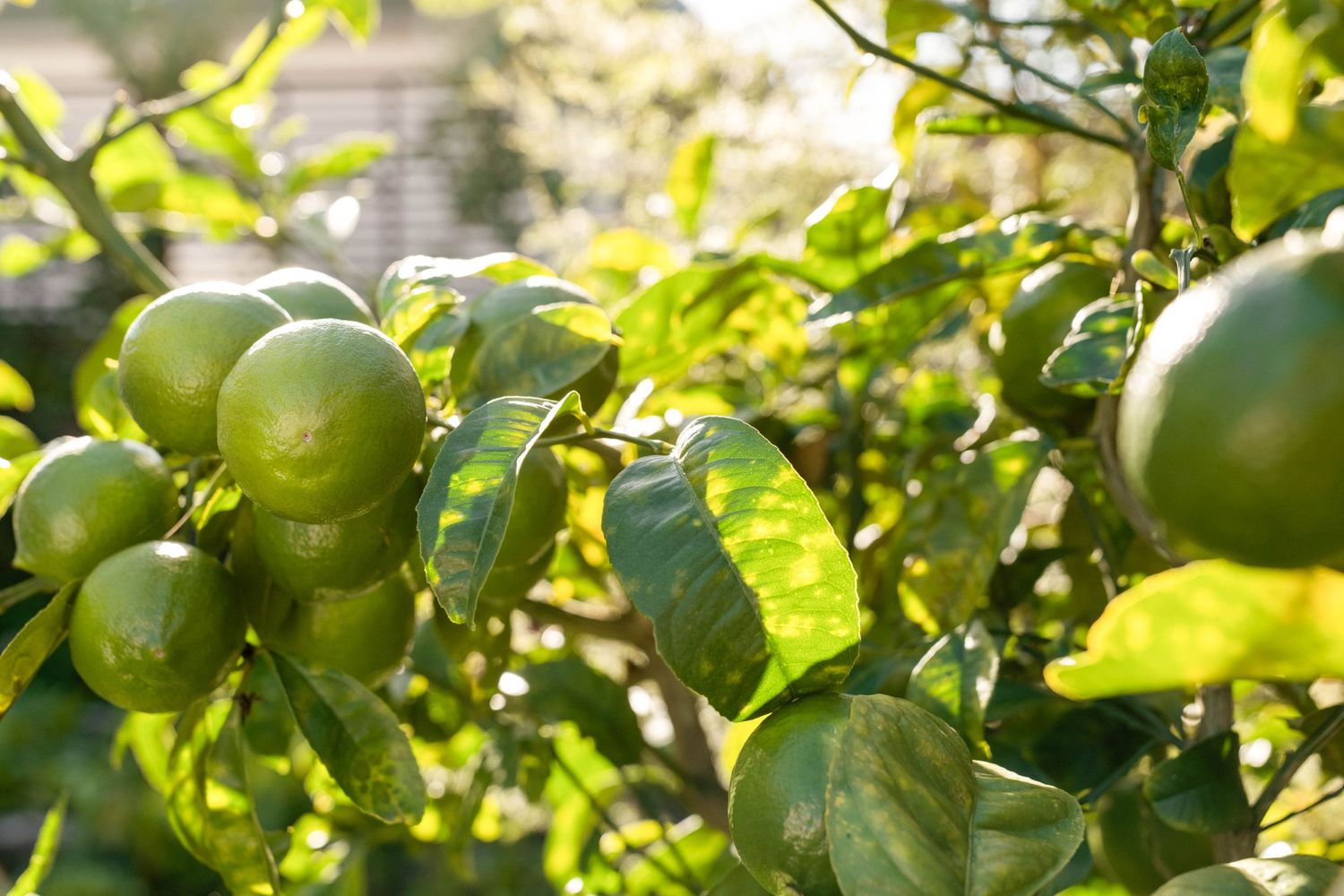Fresh citrus fruits growing on trees with green leaves in a sunny garden setting.