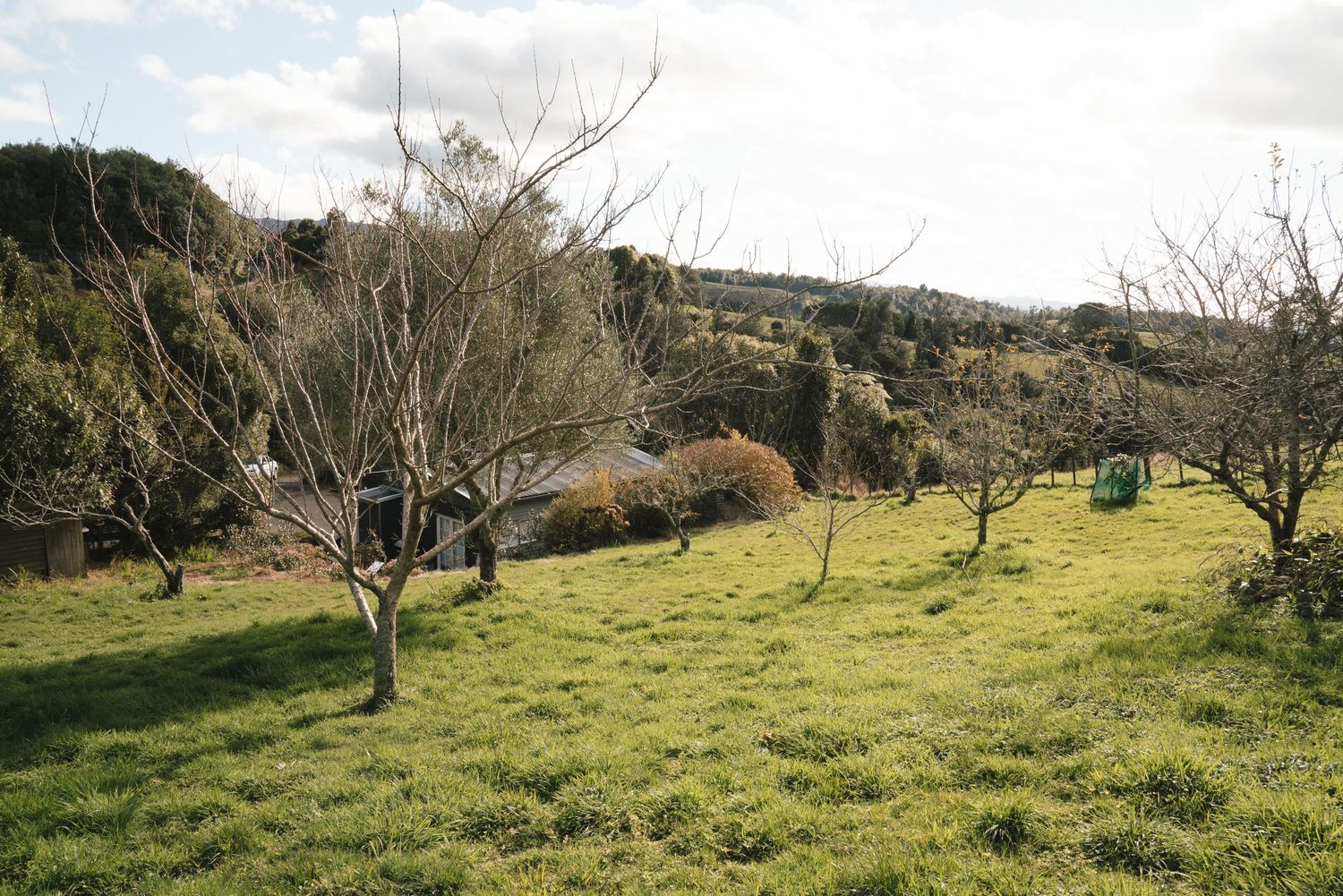 Bare winter trees dot a grassy hillside slope with forest in the background on a sunny day.