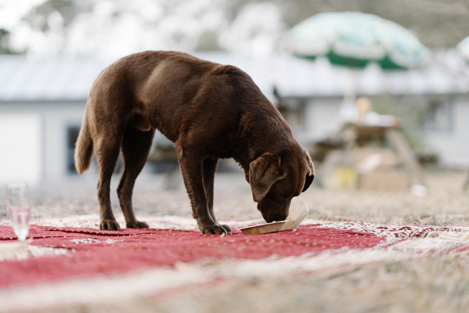 Chocolate Labrador puppy sniffing a red carpet on the ground while exploring outdoors.