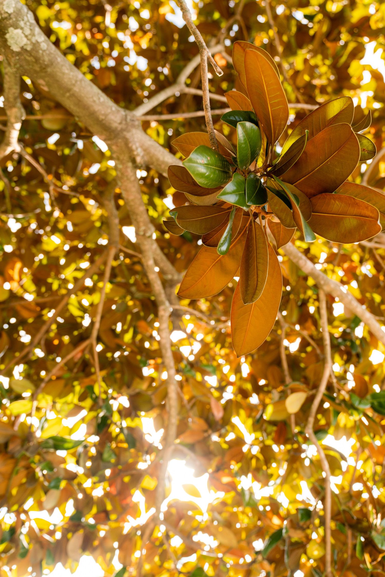 Sunlit magnolia leaves in warm golden tones with light filtering through the branches above.