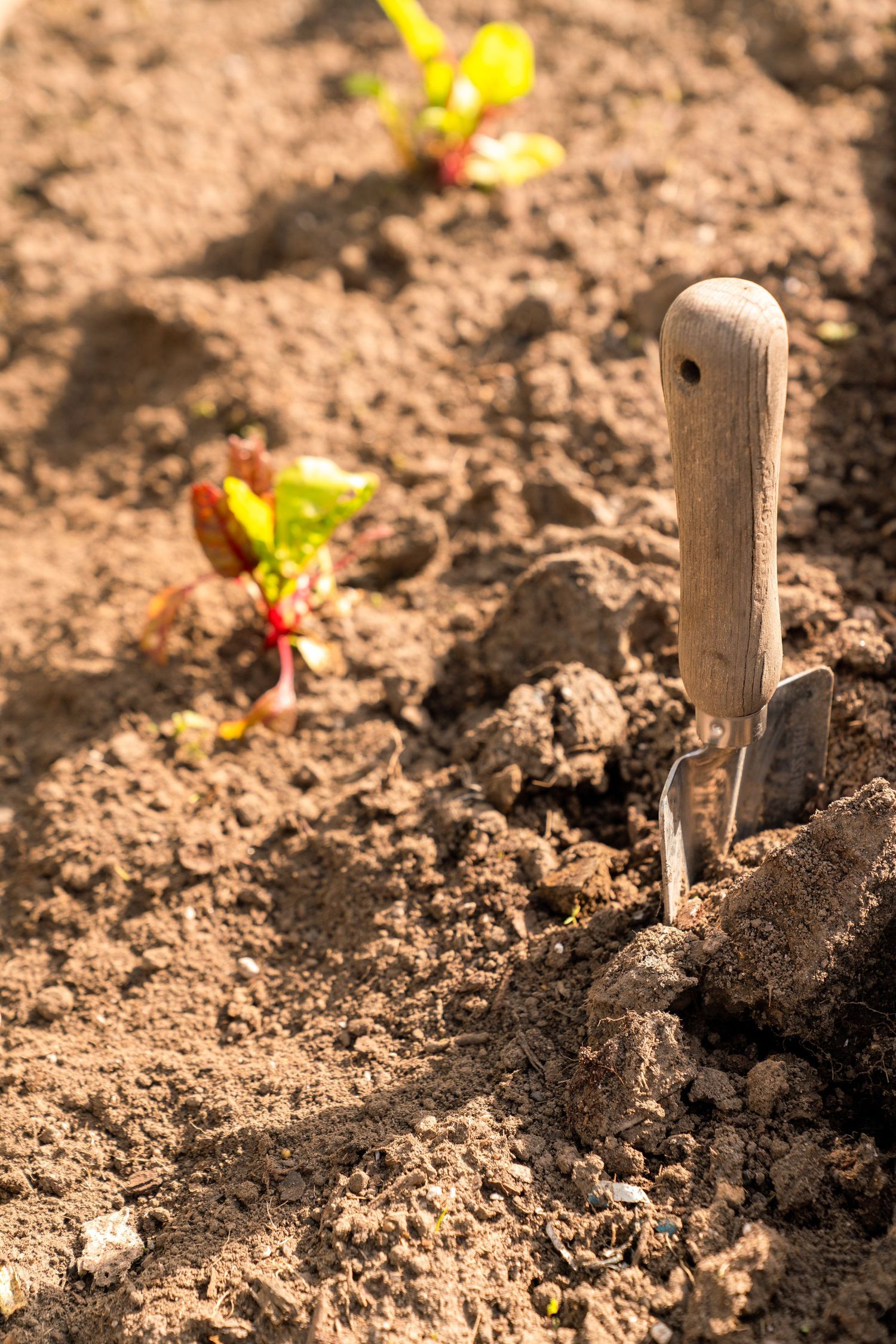 A garden trowel stuck in freshly tilled soil with small yellow flowers sprouting in the background.