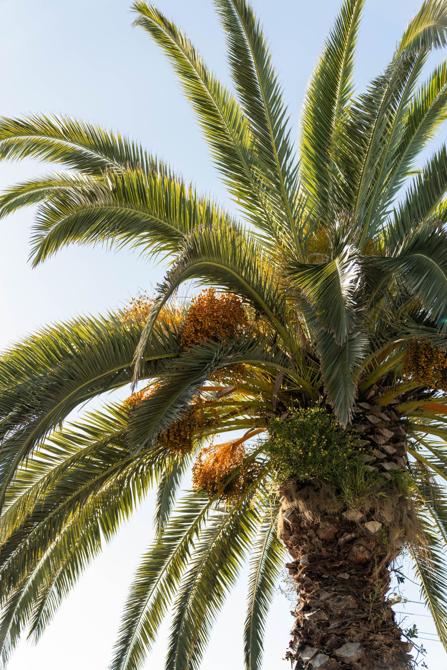 A lush palm tree with golden fronds and orange date clusters against a bright blue sky.