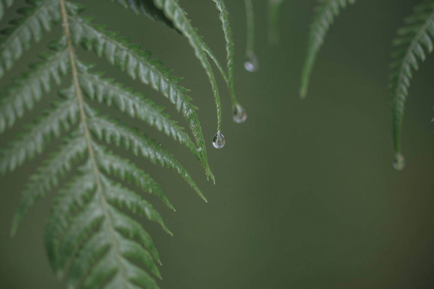 Water droplet hanging from a delicate green fern leaf against a soft blurred background.