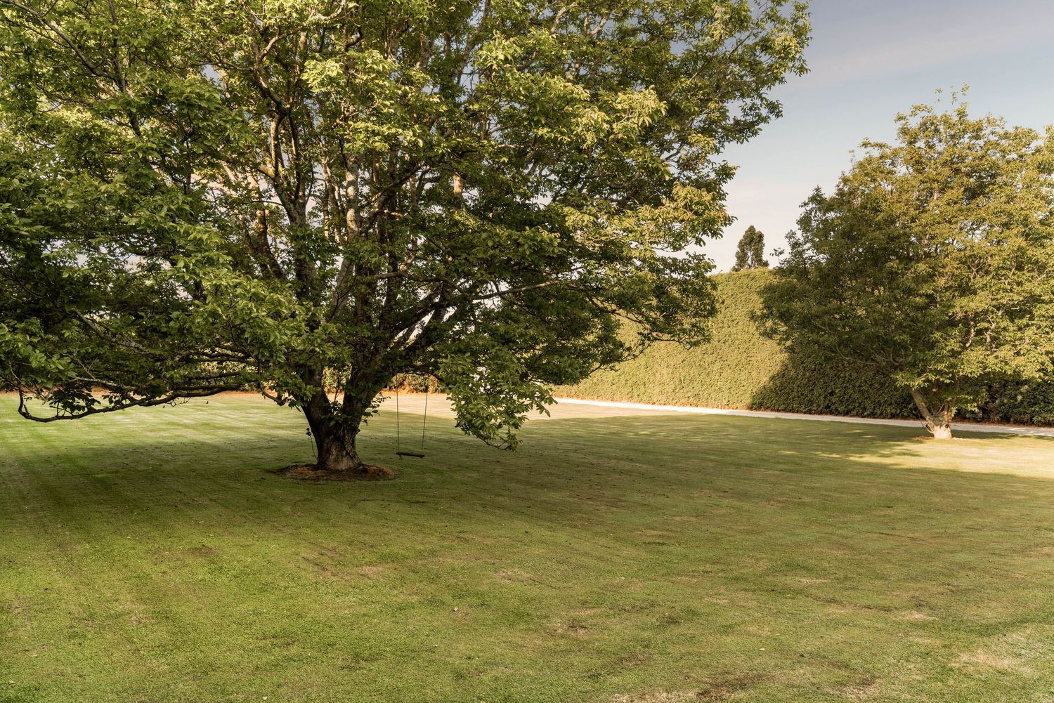 Large spreading tree on grassy hillside with summer landscape.
