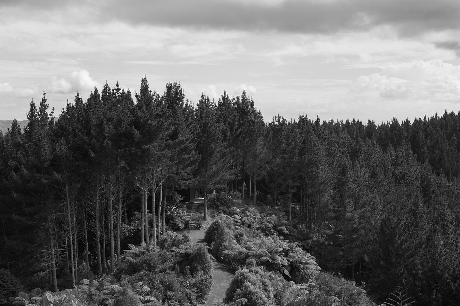 A winding mountain trail curves through dense evergreen forest under dramatic cloudy skies in black and white.