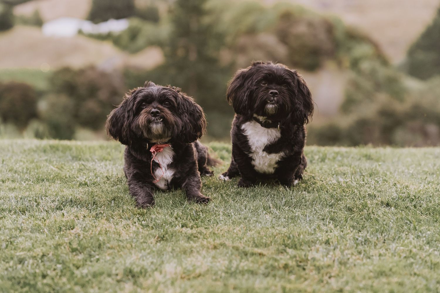 Three adorable black and white havanese puppies play together on a grassy hill in warm natural lighting.