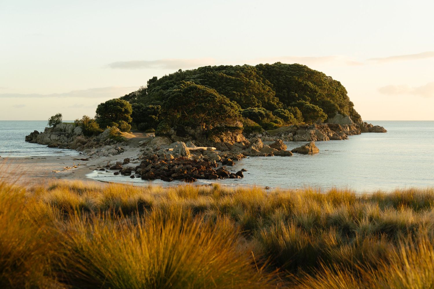 Golden coastal grasses frame a lush green island peninsula at sunset, with calm waters and rocky shores in New Zealand.