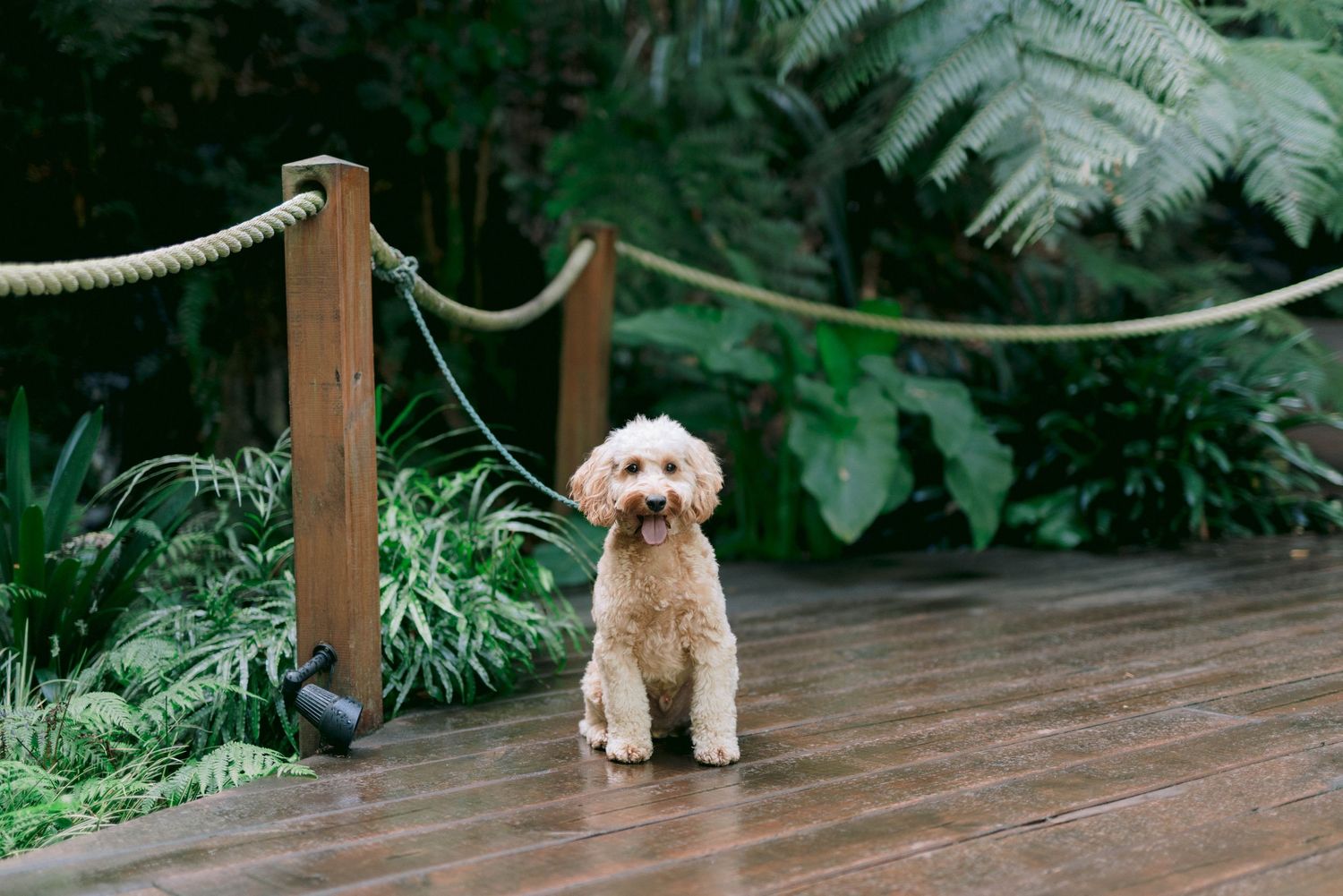Two people walk hand in hand along a wooden boardwalk surrounded by lush green ferns and natural foliage.