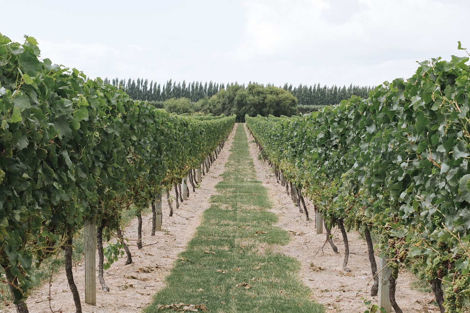 Neat rows of grapevines extend through a vineyard with grass pathways and forested hills in the background.