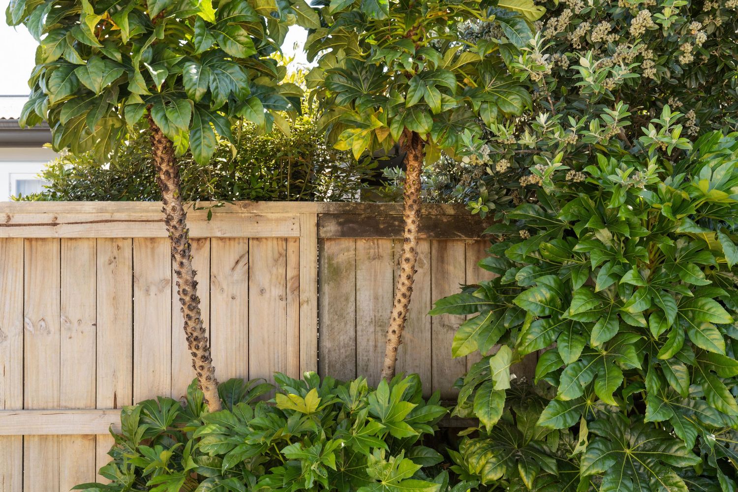 Wooden fence panels line up against lush green foliage and climbing vines in a backyard garden setting.