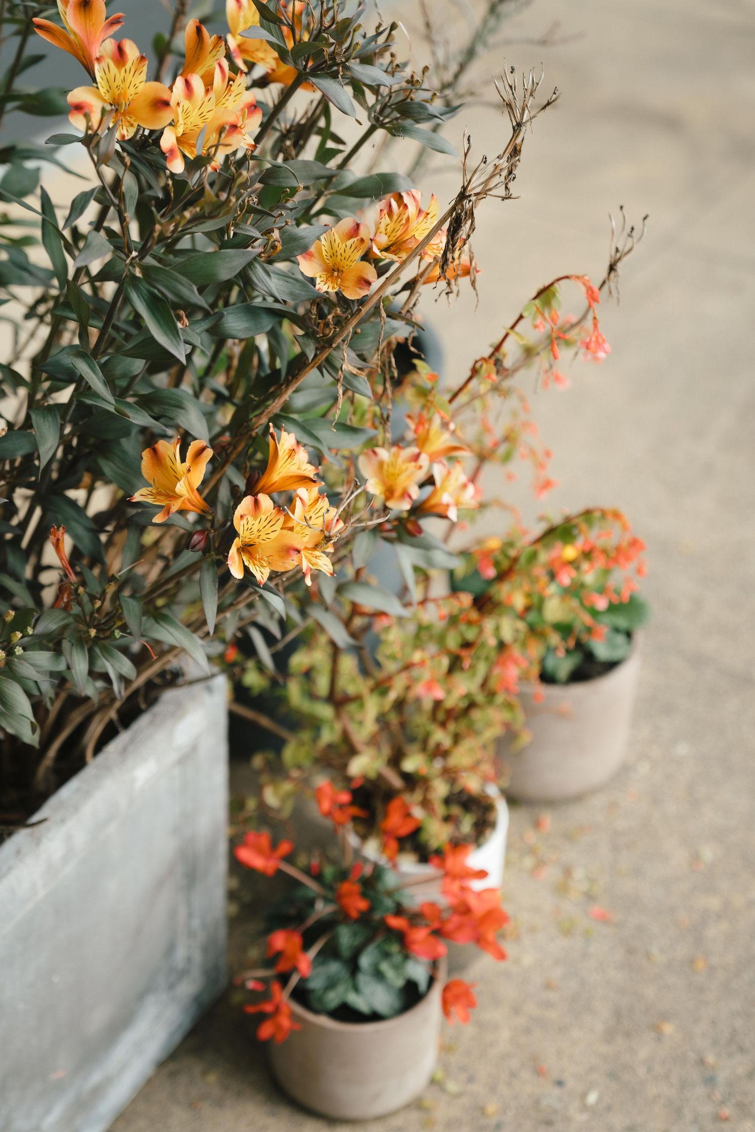 Vibrant orange lilies and red flowers bloom in gray potted plants arranged against a neutral wall.