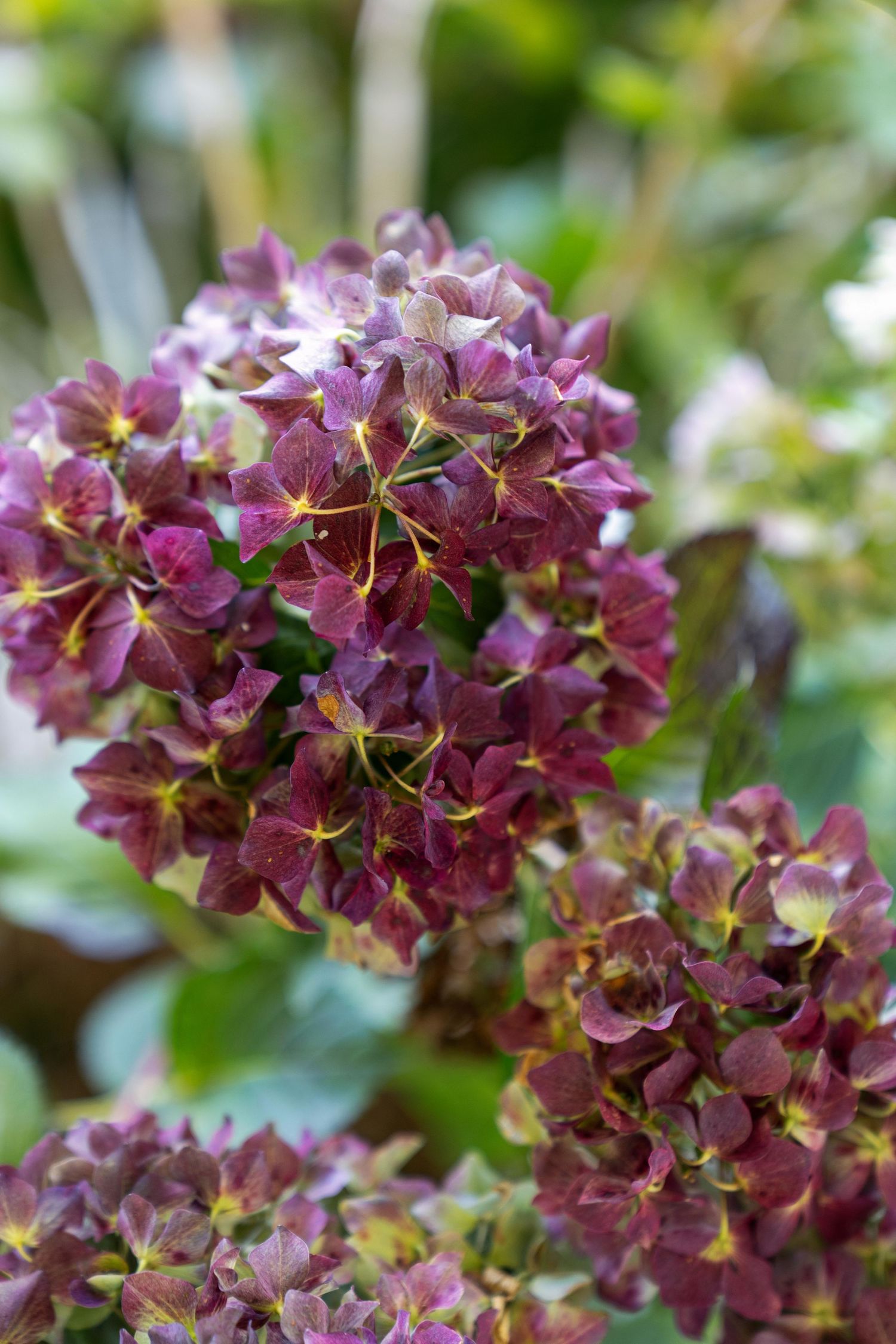 Close-up shots of vibrant purple hydrangea flowers blooming in a garden.