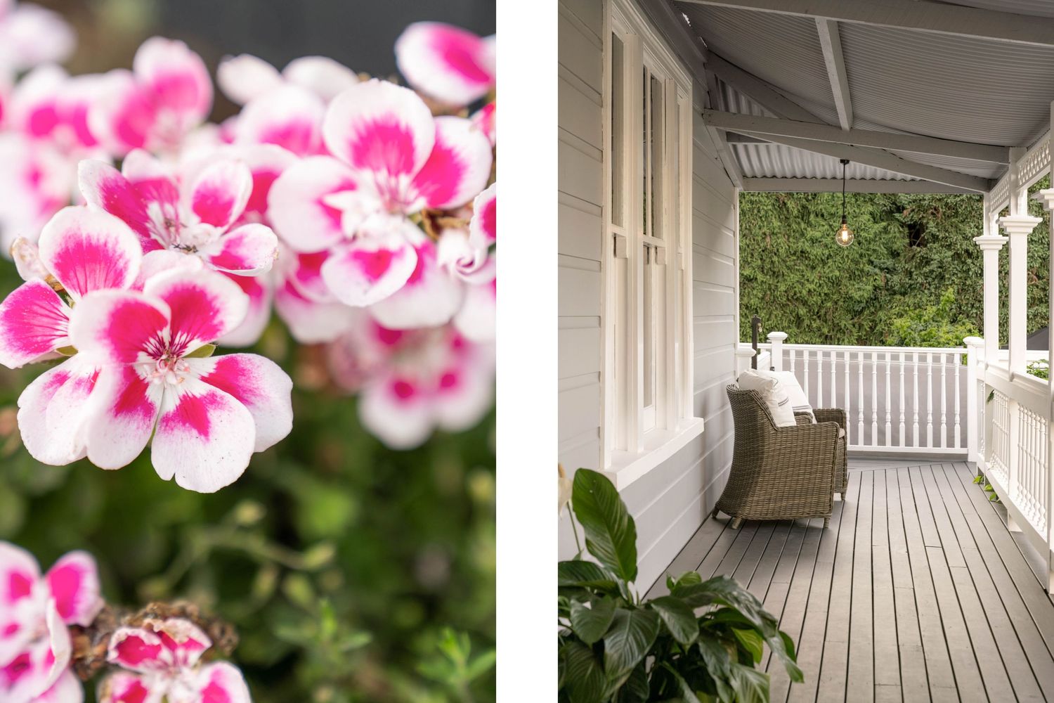 Split image of pink and white geranium flowers alongside a white wooden porch with rocking chair.