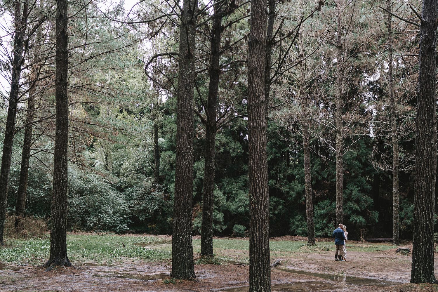 A solitary hiker walking along a wooded trail surrounded by towering pine trees in a tranquil forest.