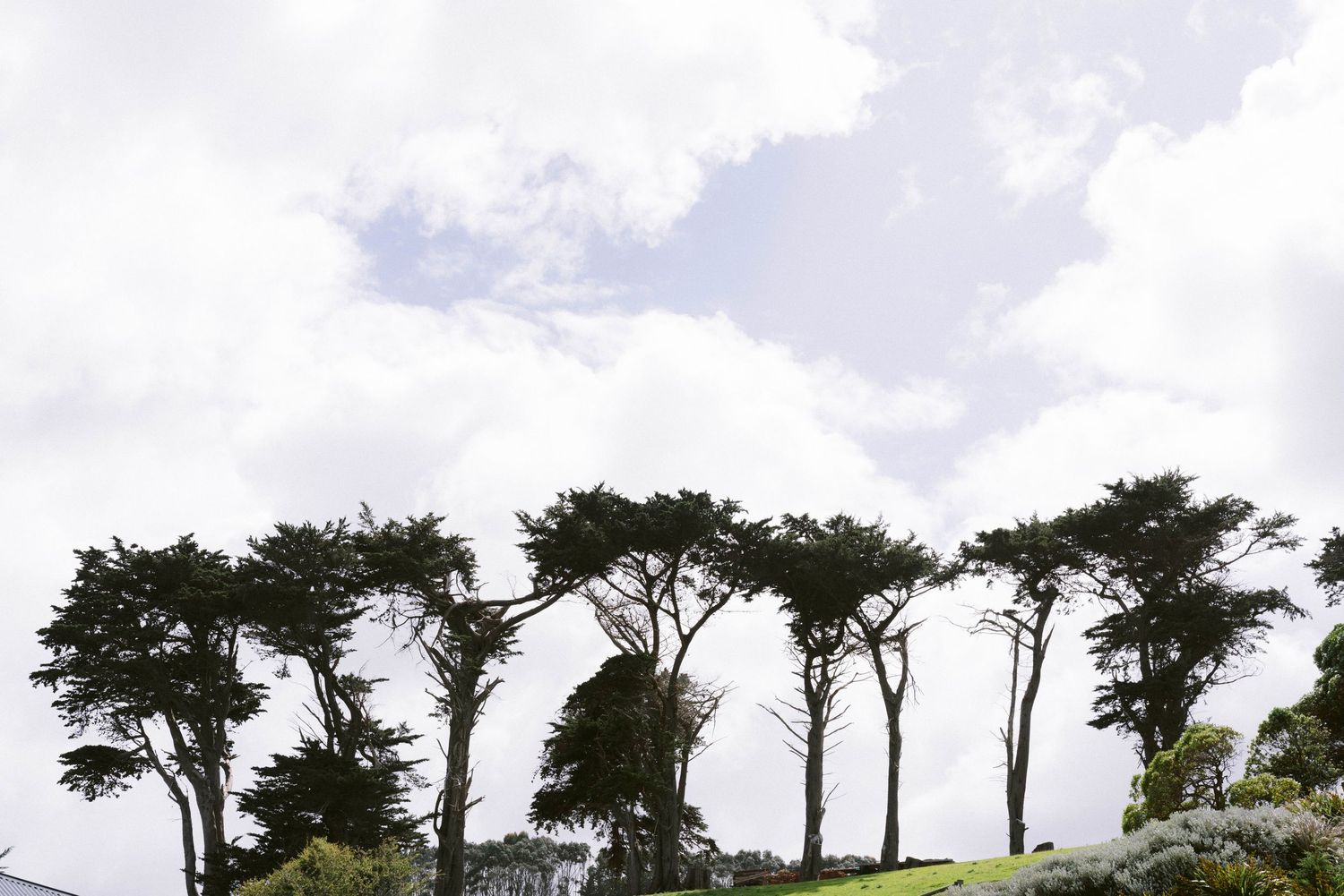 Row of tall cypress trees silhouetted against a cloudy sky along a green hillside ridge.