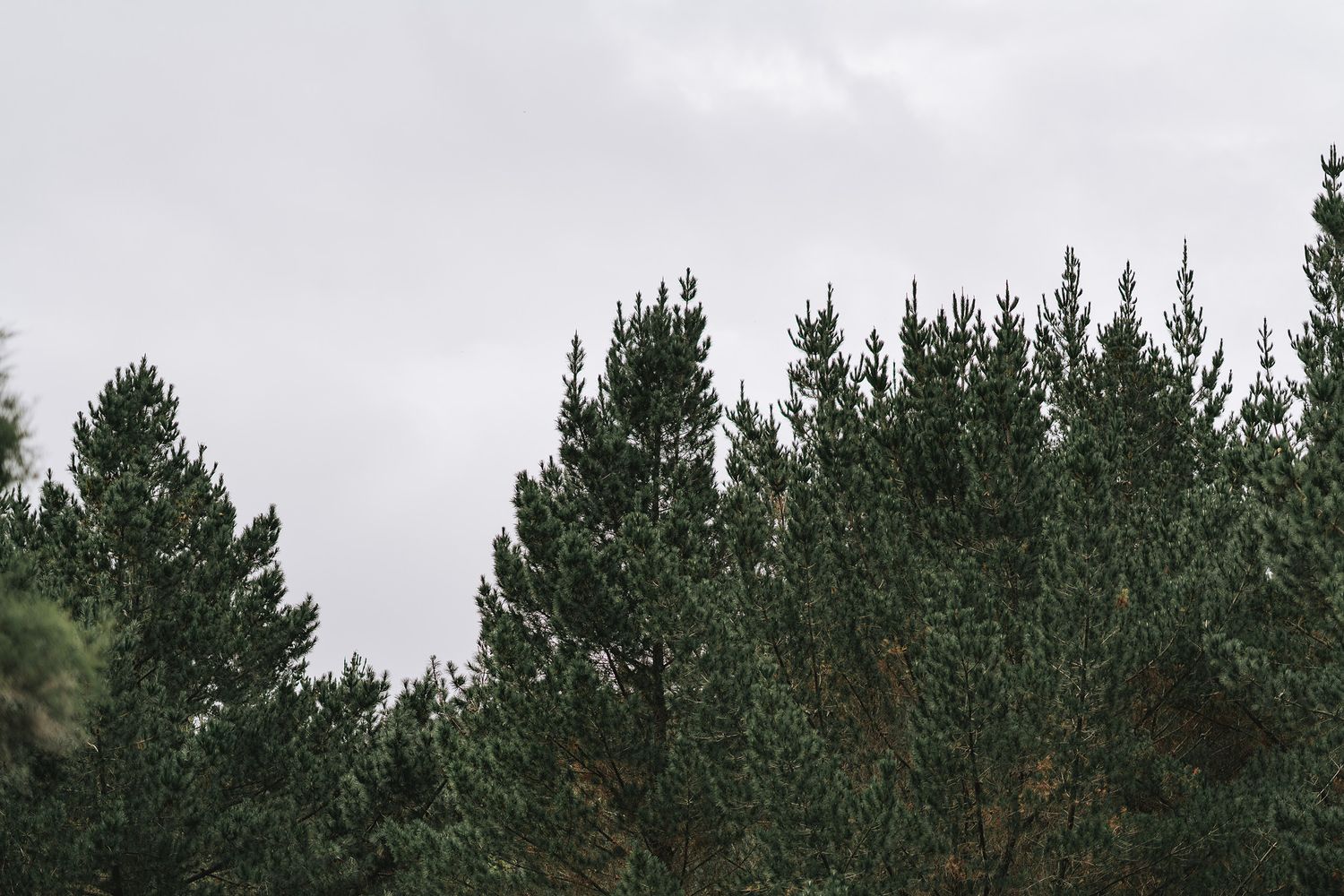 Pine trees creating a dark green treeline silhouetted against an overcast gray cloudy sky.