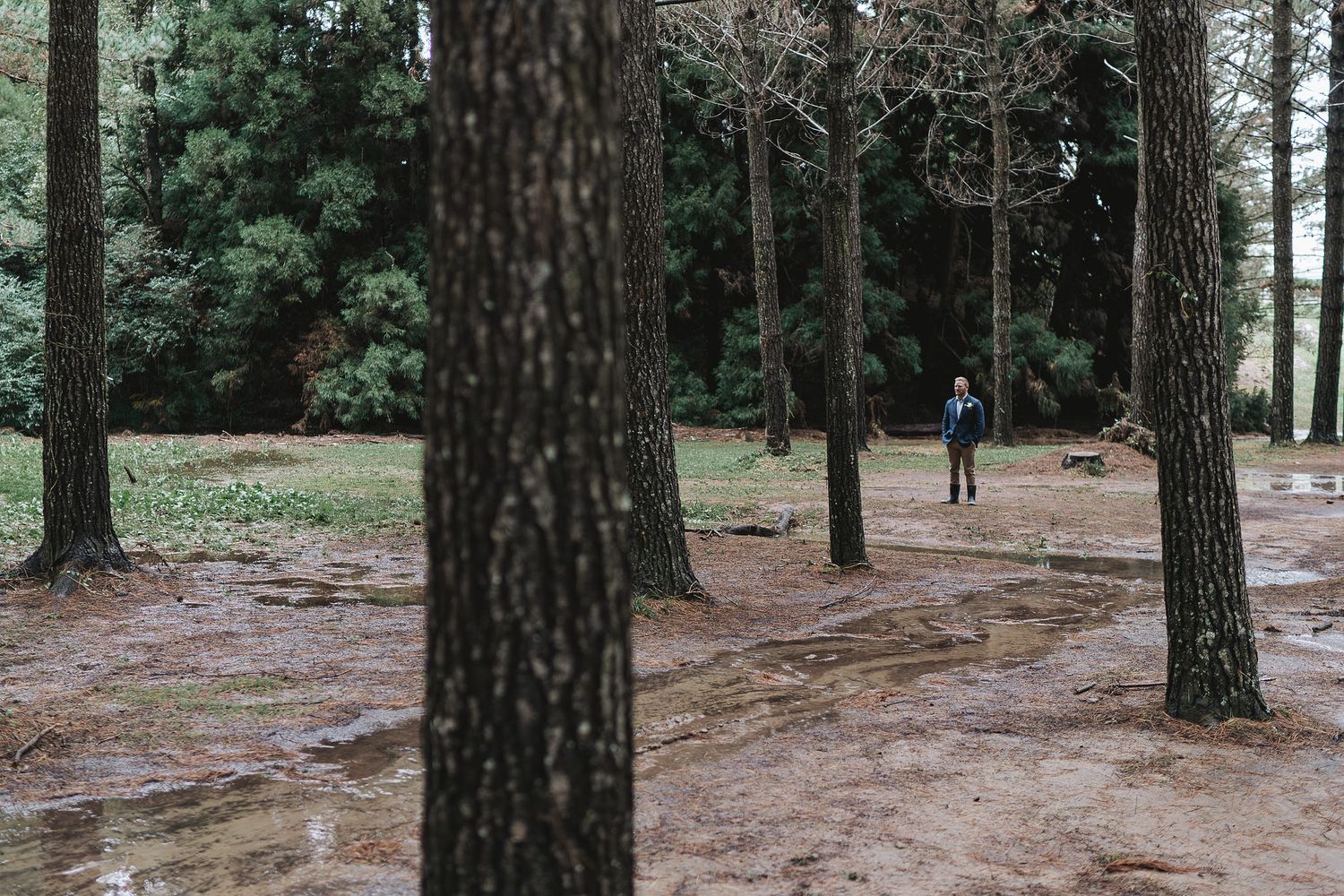 A dirt path winds through tall pine trees in a serene forest setting.